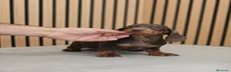 Teckel Miniatura perros en venta: TECKEL MINI DISPONIBLES - Anuncio 1