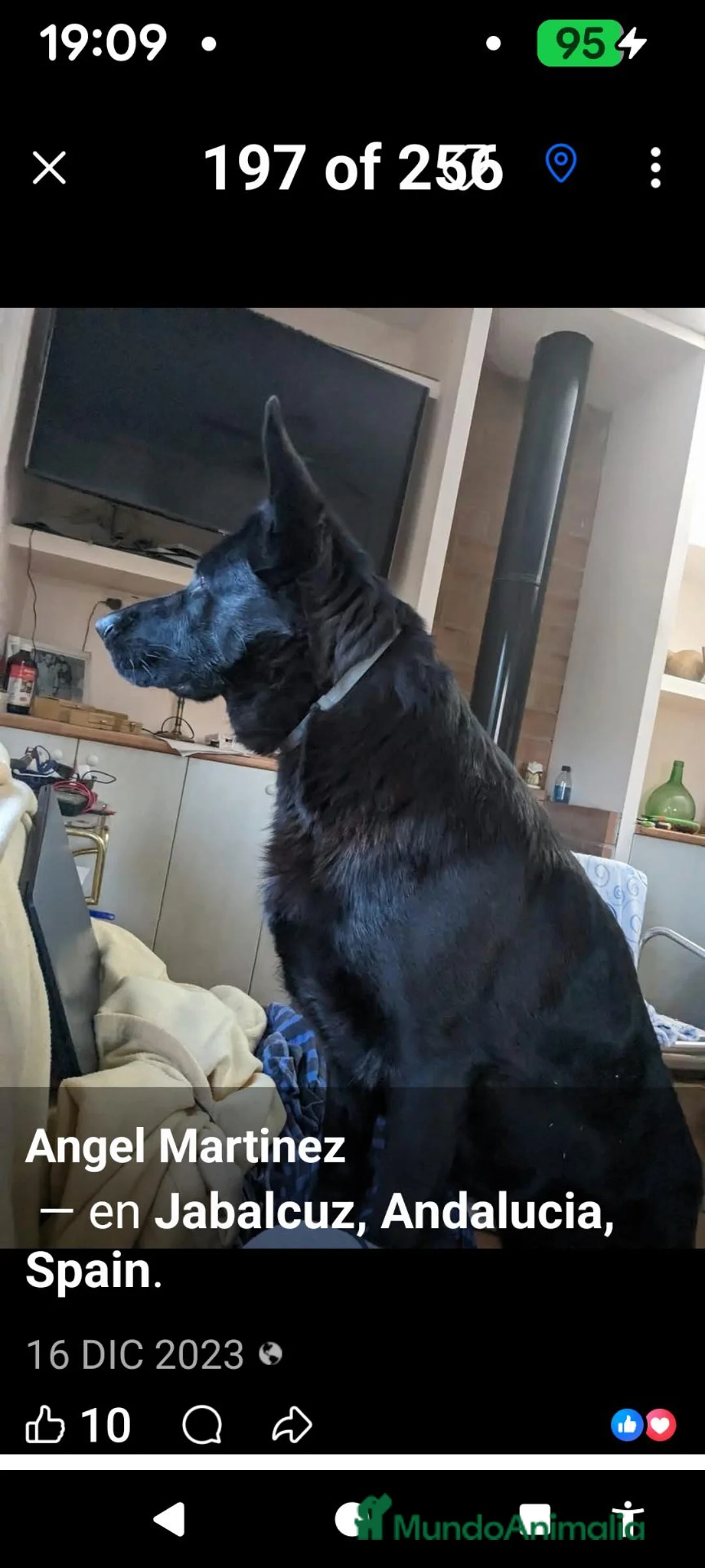 Pastor Alemán perros en venta: Hembra de color negro solido - Anuncio 1
