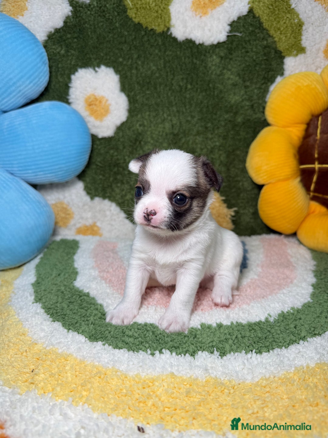 Chihuahua perros en venta: Camada de Chihuahua  - Imagen 4