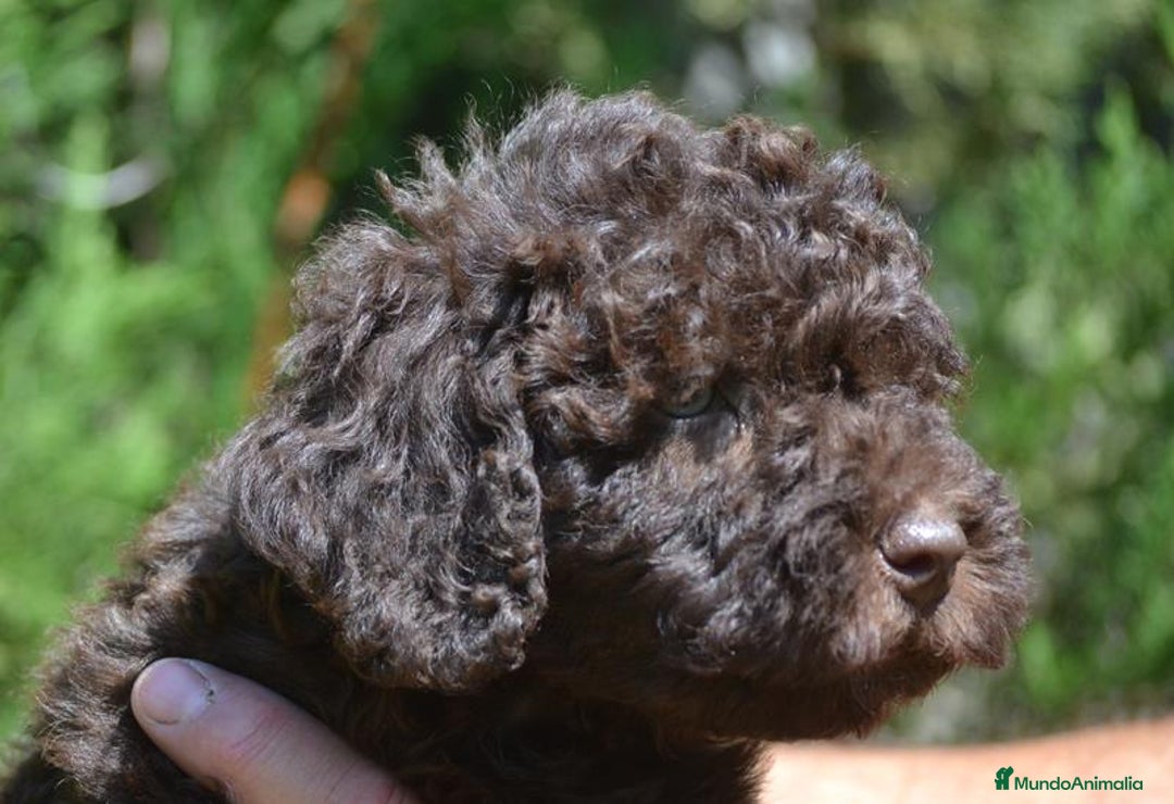 Perro de Agua Español perros en venta: Cachorras hembras de perro de agua español - Imagen 18