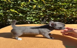 Chihuahua perros en venta: Chihuahua blue color exótico  - Imagen 4