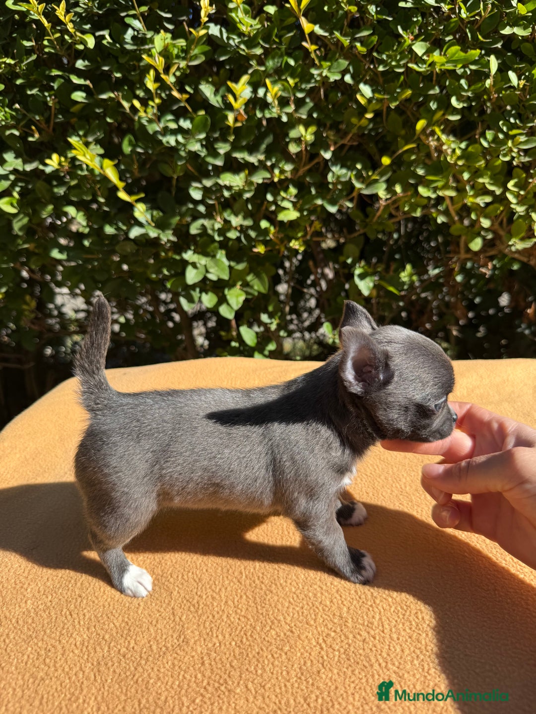 Chihuahua perros en venta: Chihuahua blue color exótico  - Imagen 4