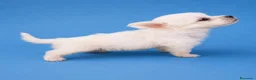 Bichón Maltés perros en venta: Bichon Maltes toy  - Anuncio 6