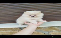 Pomerania perros en venta: Pomerania  - Imagen 1