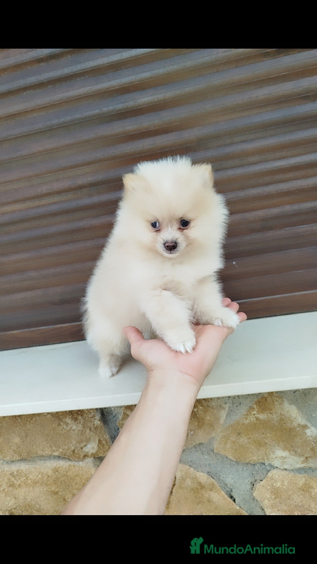 Pomerania perros en venta: Pomerania  - Imagen 1
