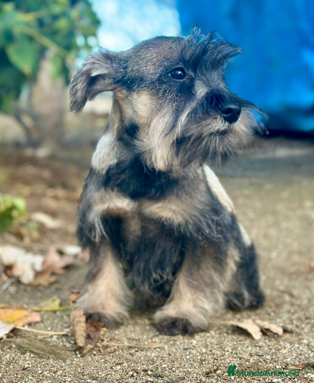 Schnauzer Miniatura perros en venta: Schnauzer Miniatura  - Anuncio 1