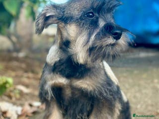 Schnauzer Miniatura perros Schnauzer Miniatura - Anuncio 1
