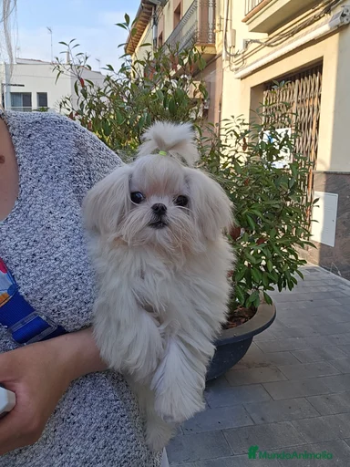 Imagen de galería {{count}}