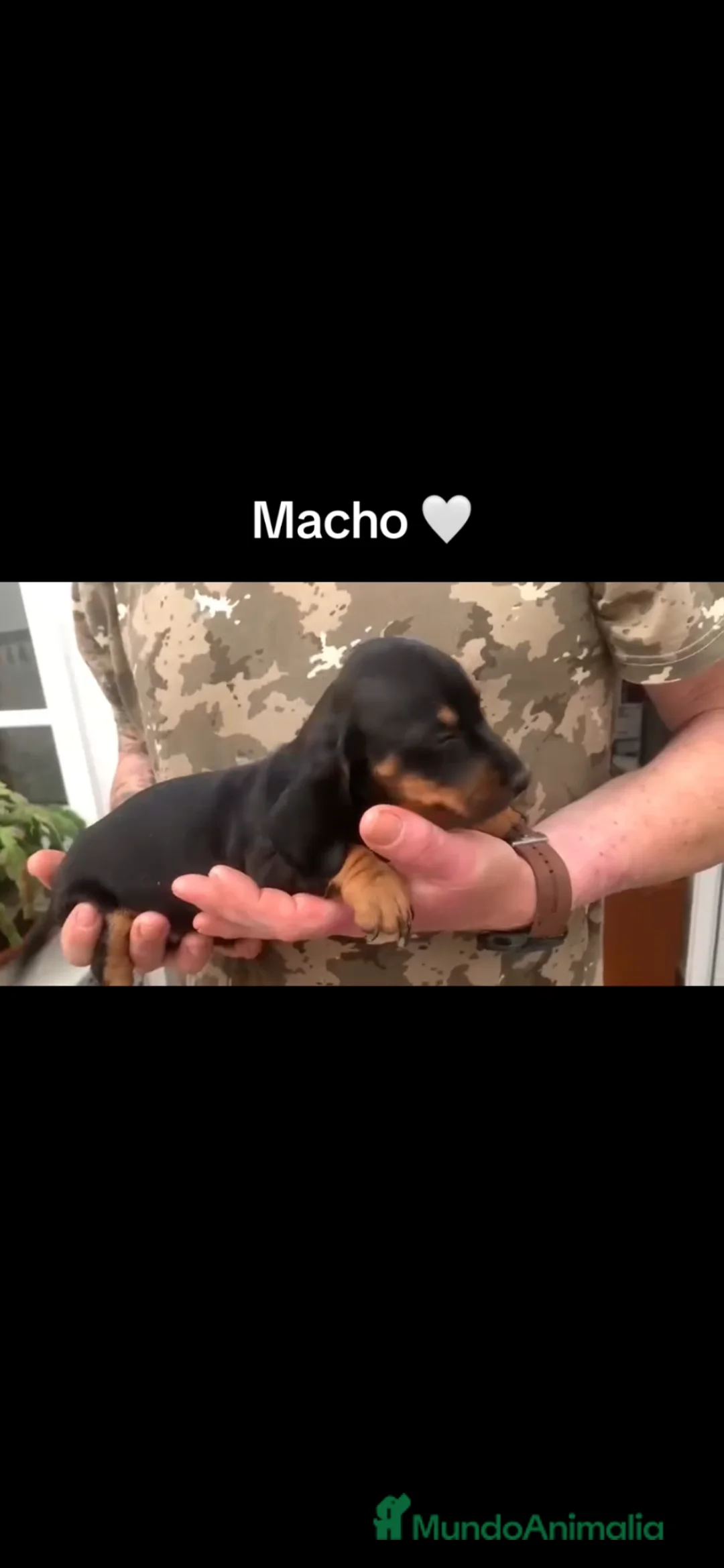 Teckel perros en venta: Teckel macho  - Anuncio 3