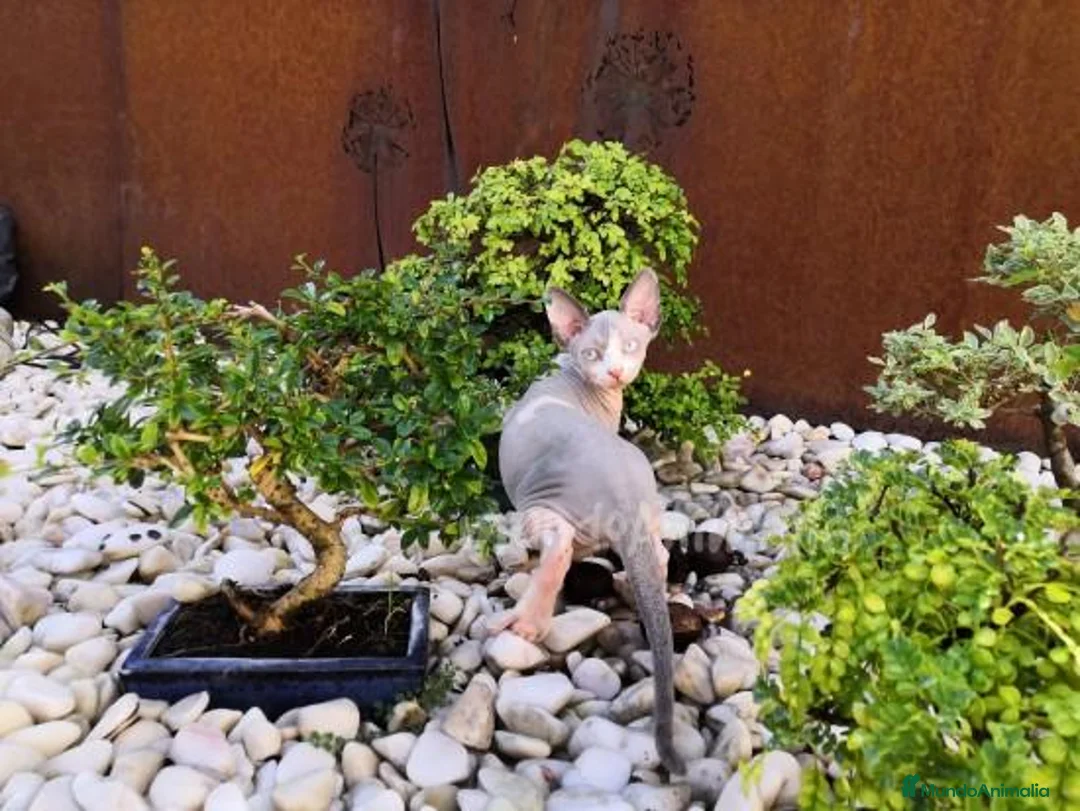 Imagen de galería {{count}}