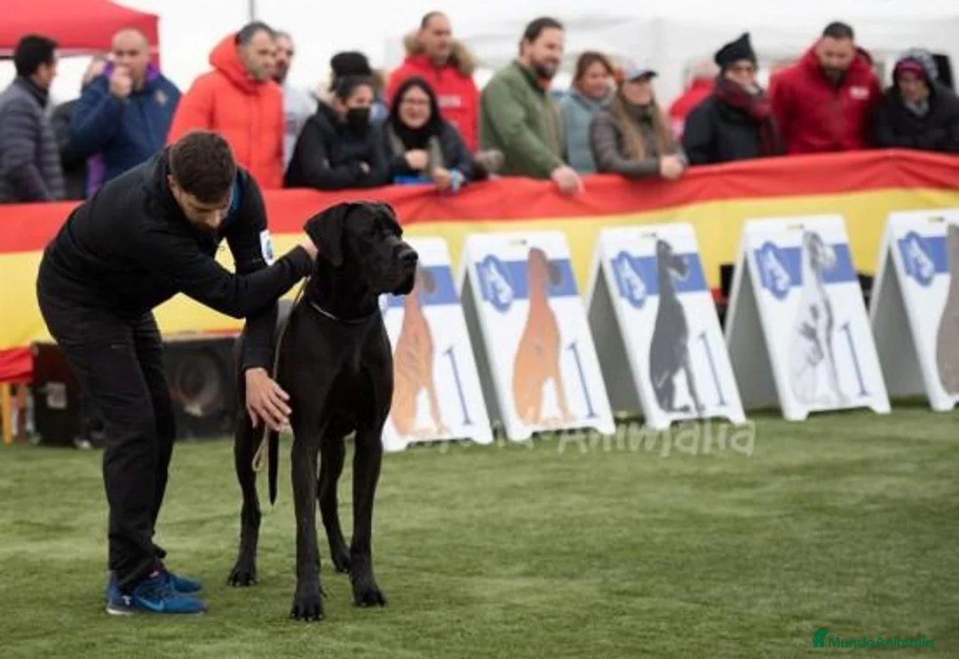 Imagen de galería {{count}}