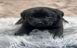 Labrador Retriever perros en venta: CAMADA LABRADOR RETRIEVER NEGRO - Imagen 6