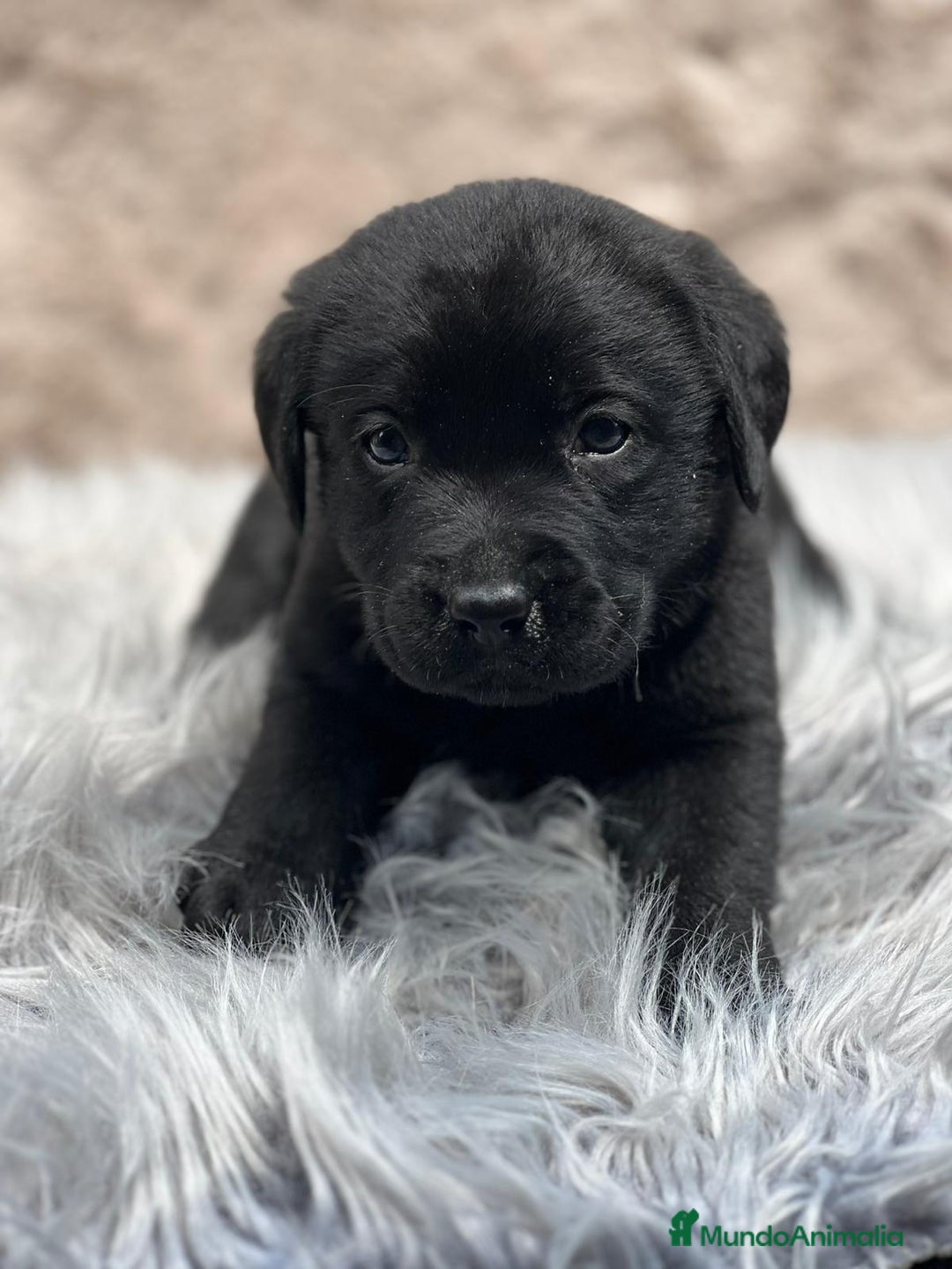 Labrador Retriever perros en venta: CAMADA LABRADOR RETRIEVER NEGRO - Imagen 6