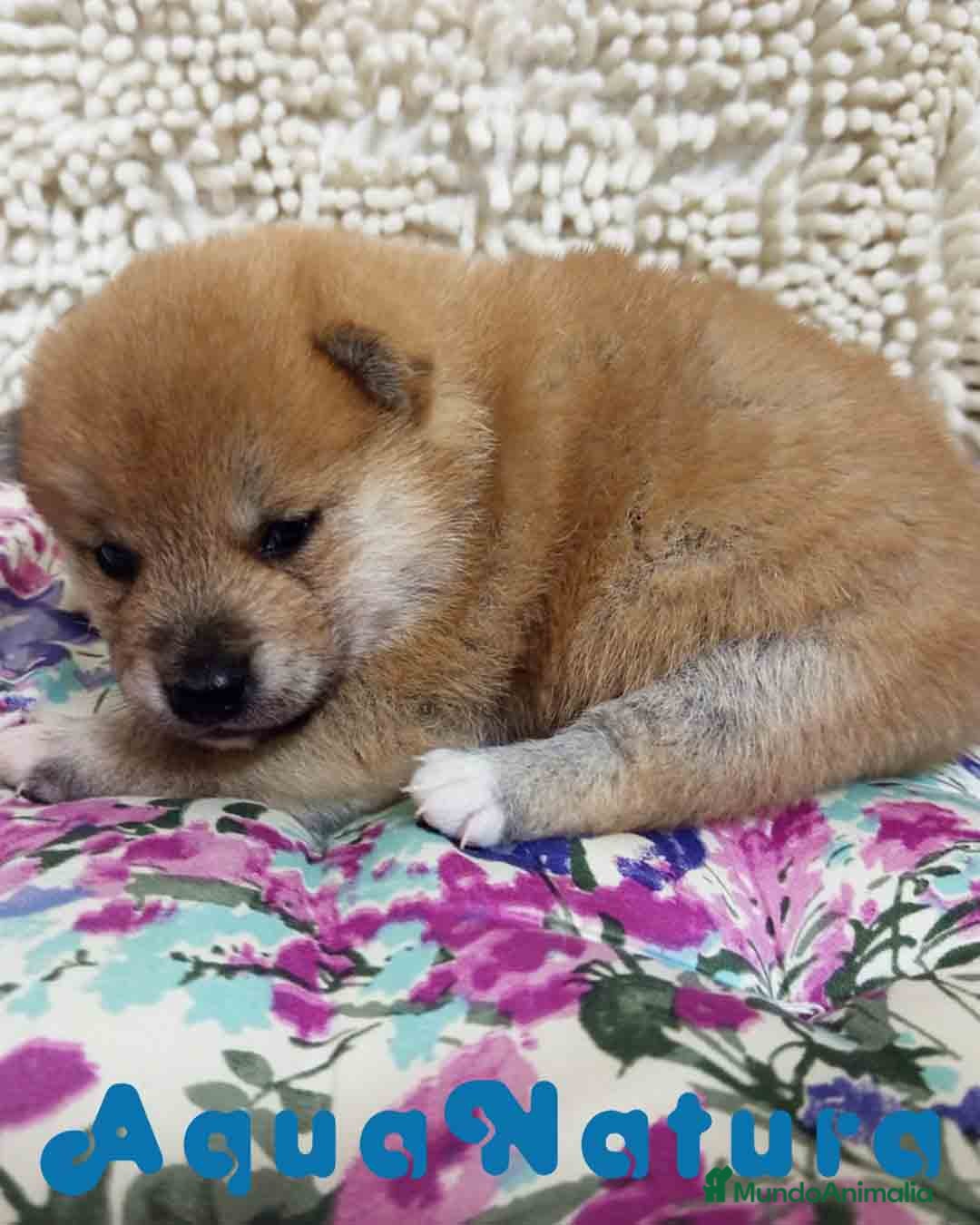 Shiba Inu perros Shiba Inu de Maya y Silvio 1828 - AQUANATURA en Barcelona - Anuncio 2