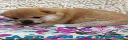 Shiba Inu perros en venta: Shiba Inu de Maya y Silvio 1828 - AQUANATURA en Barcelona - Anuncio 2