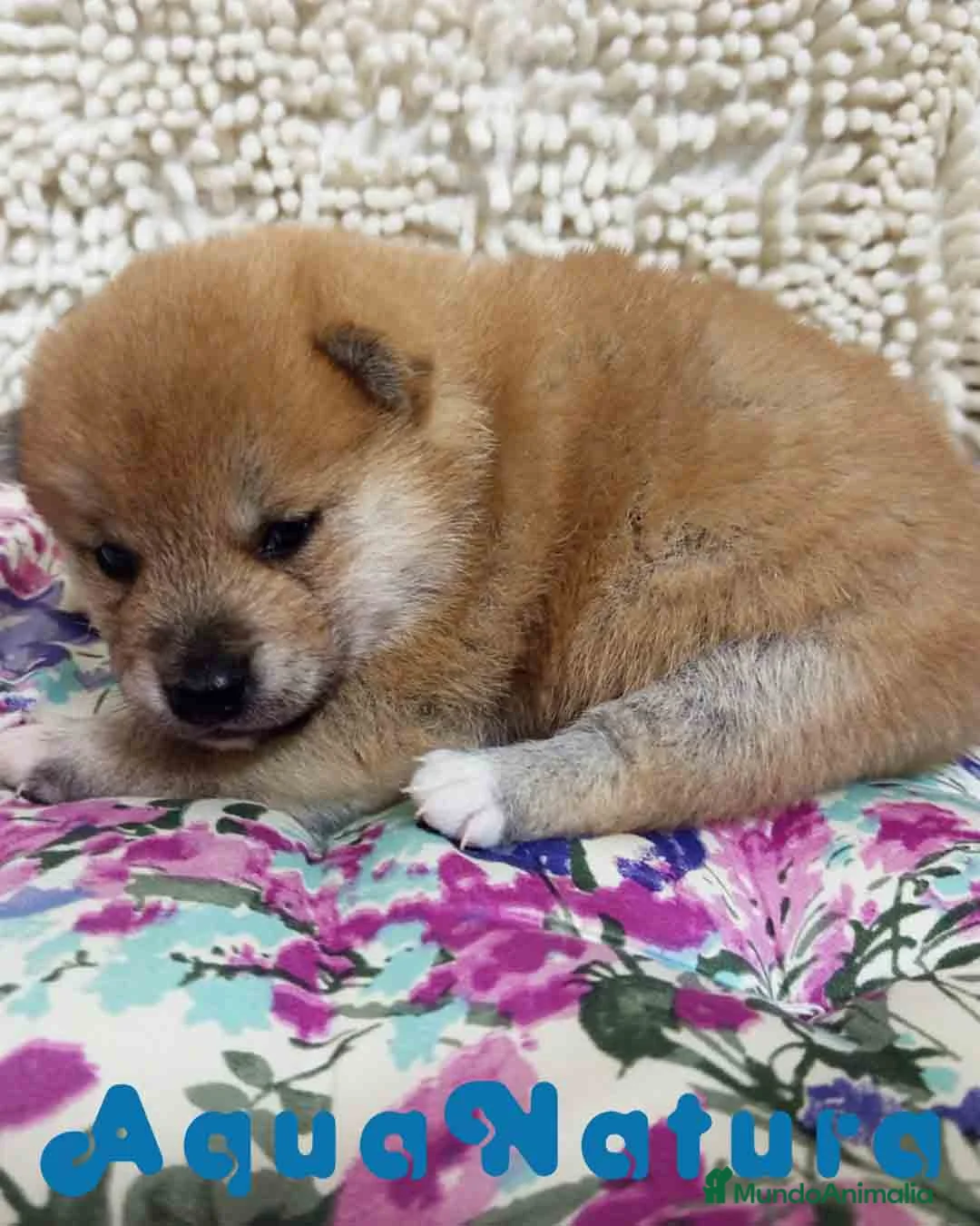 Shiba Inu perros en venta: Shiba Inu de Maya y Silvio 1828 - AQUANATURA en Barcelona - Anuncio 2