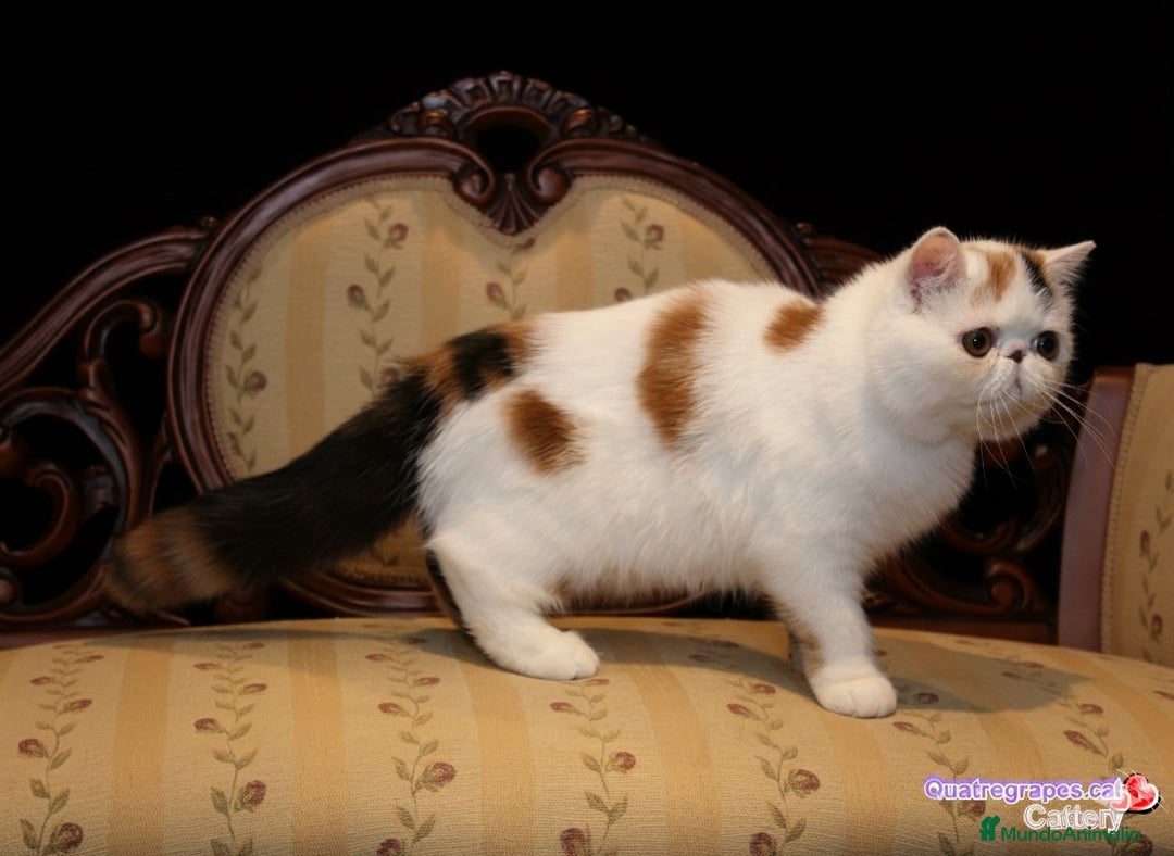 Exótico de Pelo Largo gatos en venta: Gatita exotica  - Anuncio 3