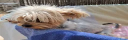 Yorkshire Terrier perros en venta: Bebés Yorkshire Mini  - Anuncio 3