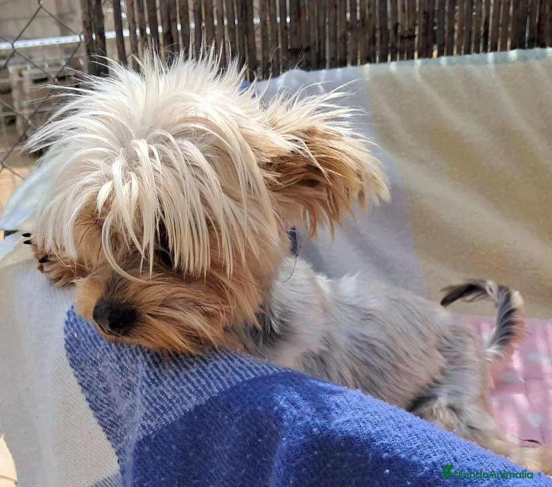 Yorkshire Terrier perros en venta: Bebés Yorkshire Mini  - Anuncio 3