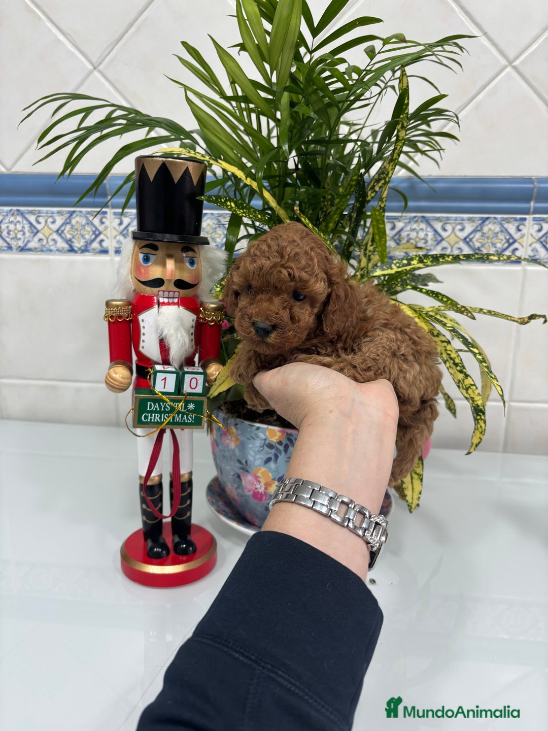 Caniche Toy perros en venta:  Caniche toy hembra y macho rojo !! - Anuncio 4