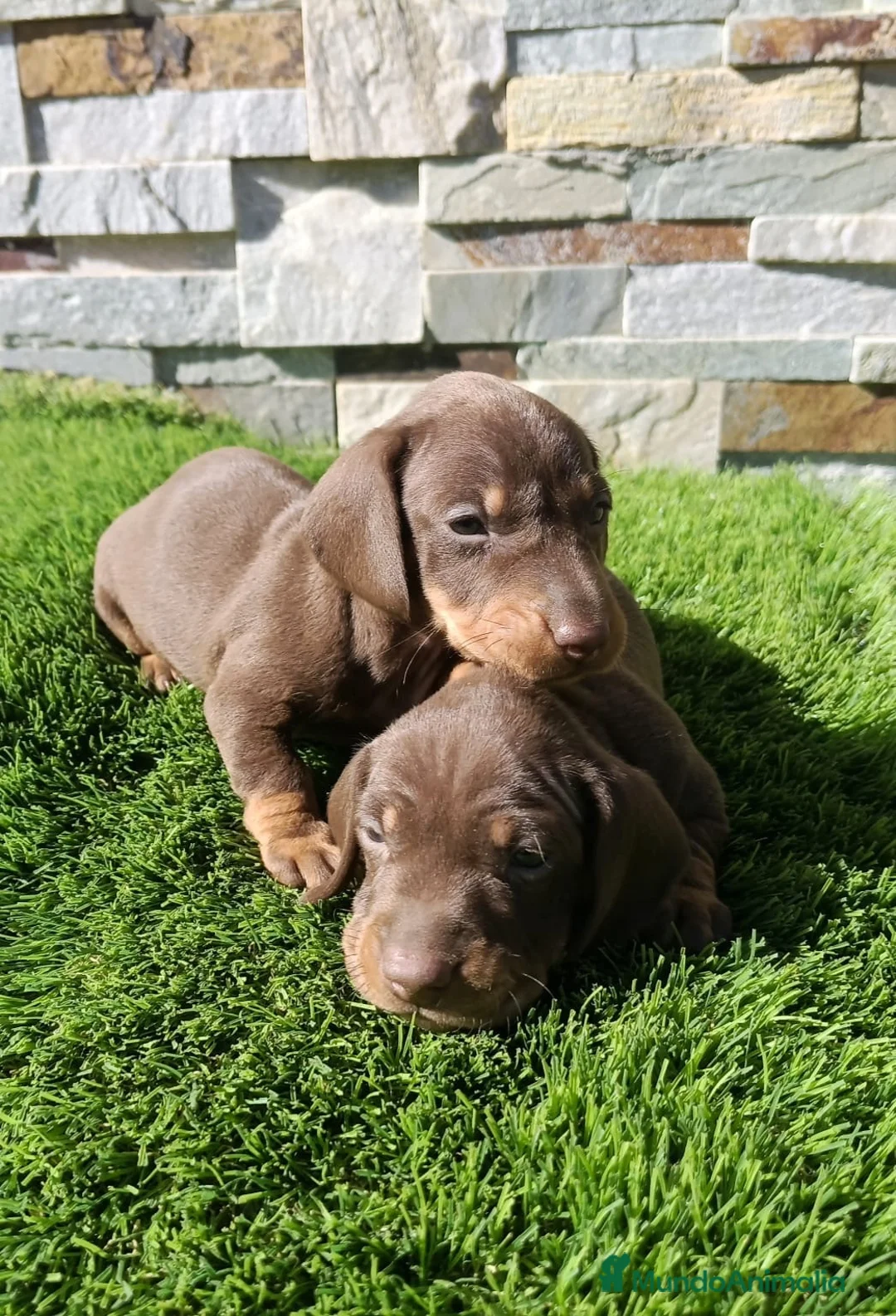 Teckel Miniatura perros en venta: Cachorros de Teckel miniatura  - Anuncio 2
