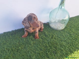 Teckel Miniatura perros - Anuncio 9