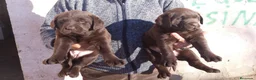Labrador Retriever perros en venta: Labradores color chocolate - Anuncio 6