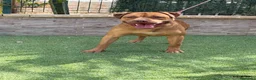 American Pit Bull Terrier perros en venta: Cachorra auténtica APBT - Anuncio 12
