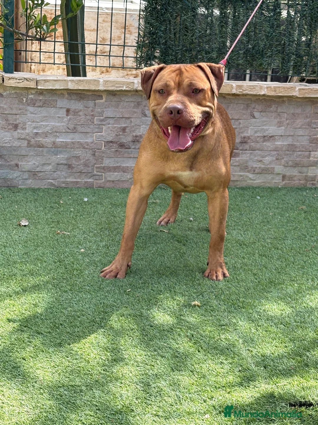 American Pit Bull Terrier perros en venta: Cachorra auténtica APBT - Anuncio 12
