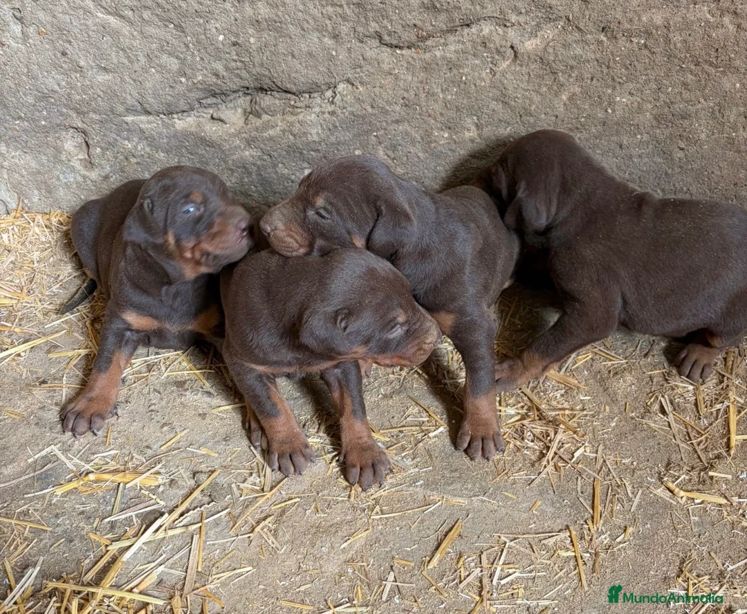Dobermann perros en venta: Último macho y hembra chocolate disponible  - Anuncio 2