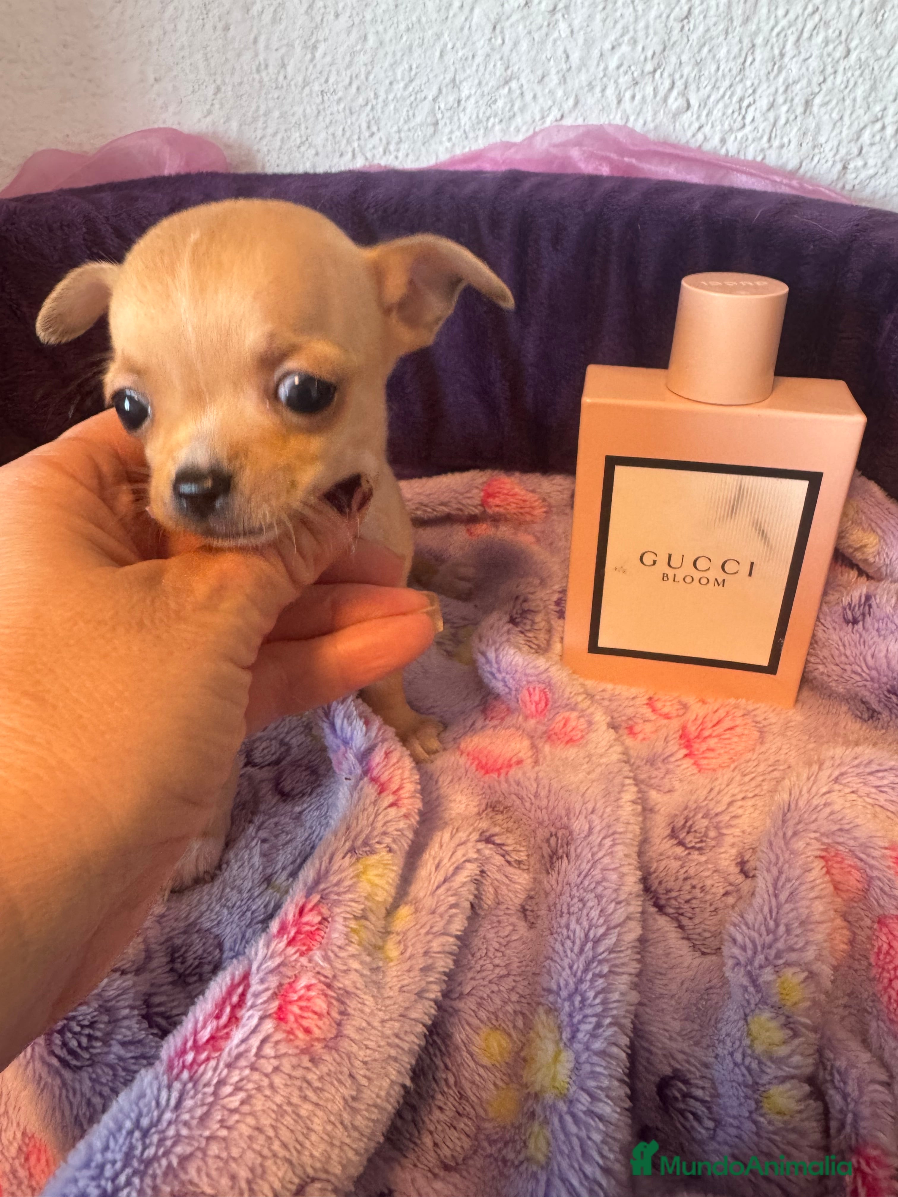 Chihuahua perros Chihuahuas toys  - Anuncio 34