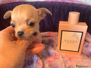 Chihuahua perros Chihuahuas toys - Anuncio 40