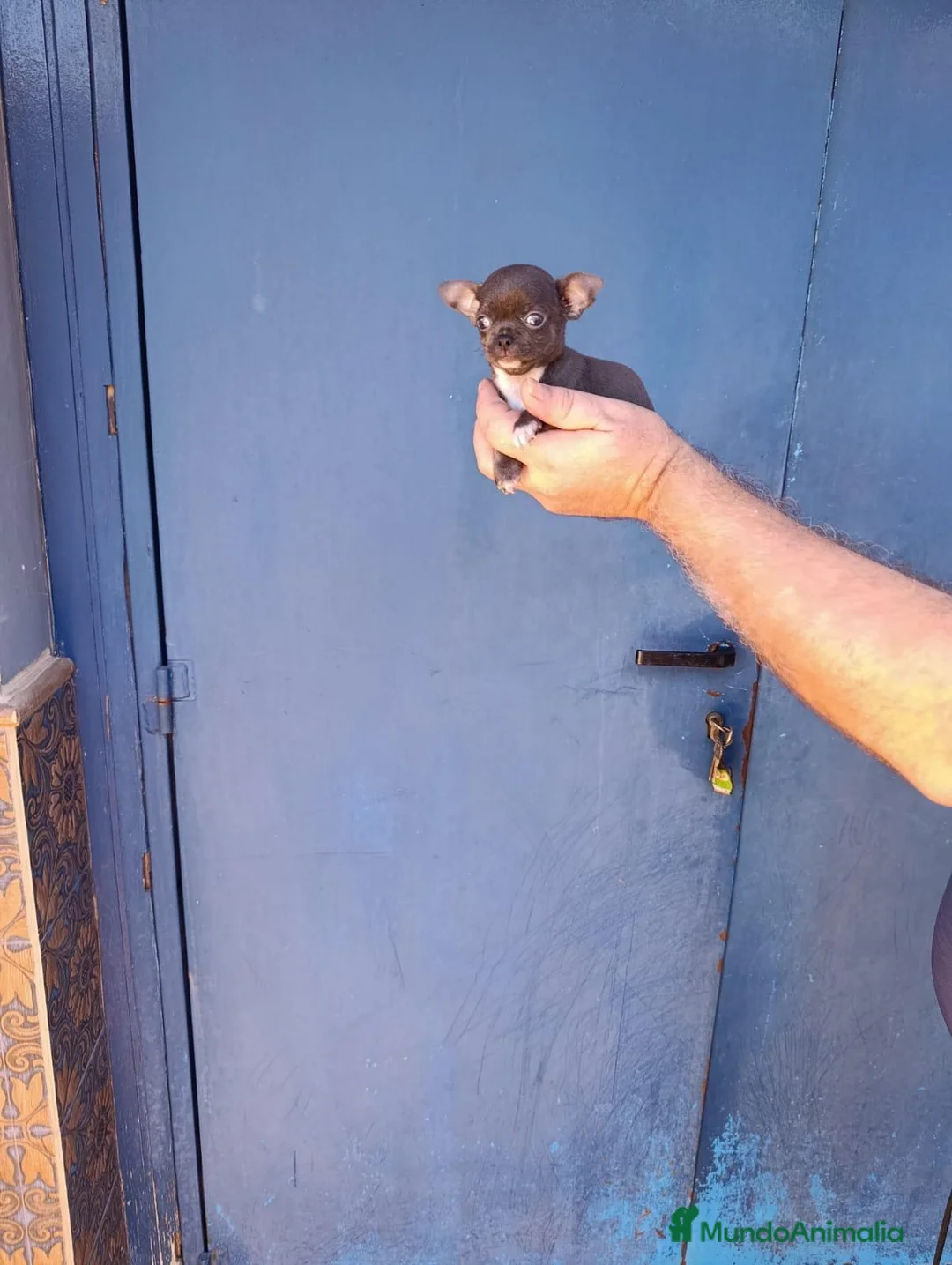 Chihuahua perros en venta: Chihuahua toy machitos  - Anuncio 7