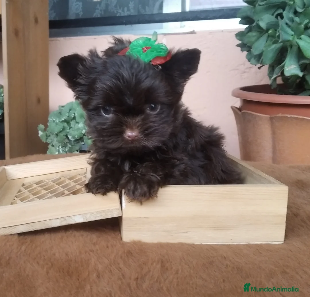 Yorkshire Terrier perros en venta: Cachorros Yorkshire Chocolate Toy en Castellón - Anuncio 1