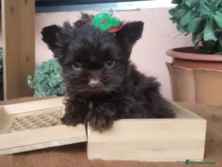 Yorkshire Terrier perros Cachorros Yorkshire Chocolate Toy - Anuncio 3