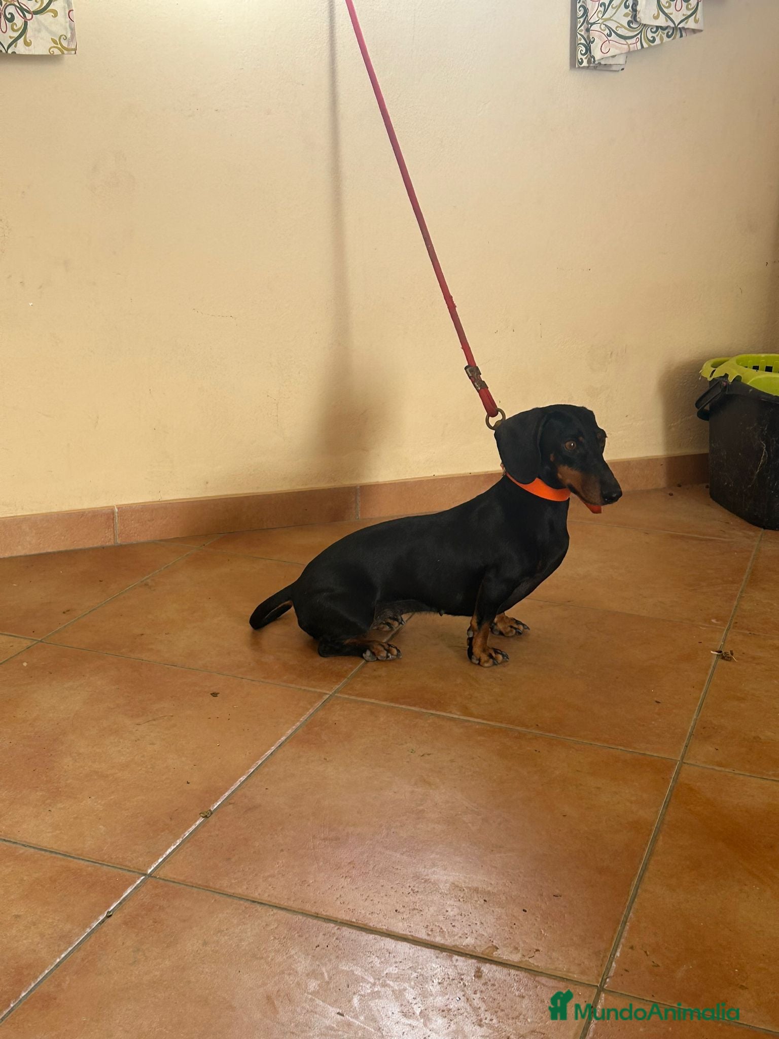 Teckel Miniatura perros en venta: Teckel mini  - Anuncio 2