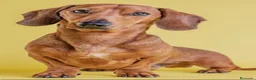 Teckel Miniatura perros en venta: Teckel - Anuncio 1