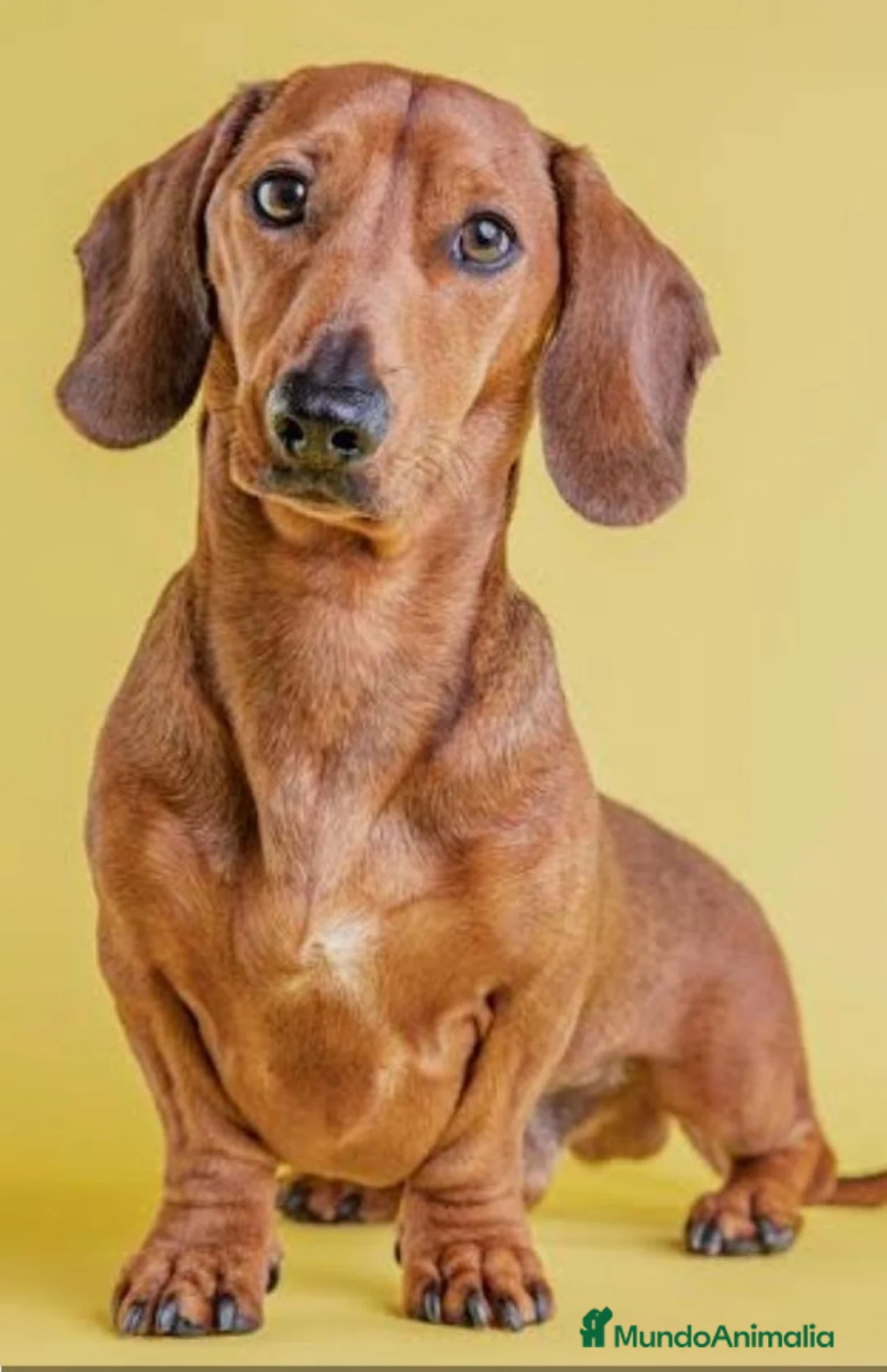 Teckel Miniatura perros en venta: Teckel - Anuncio 1