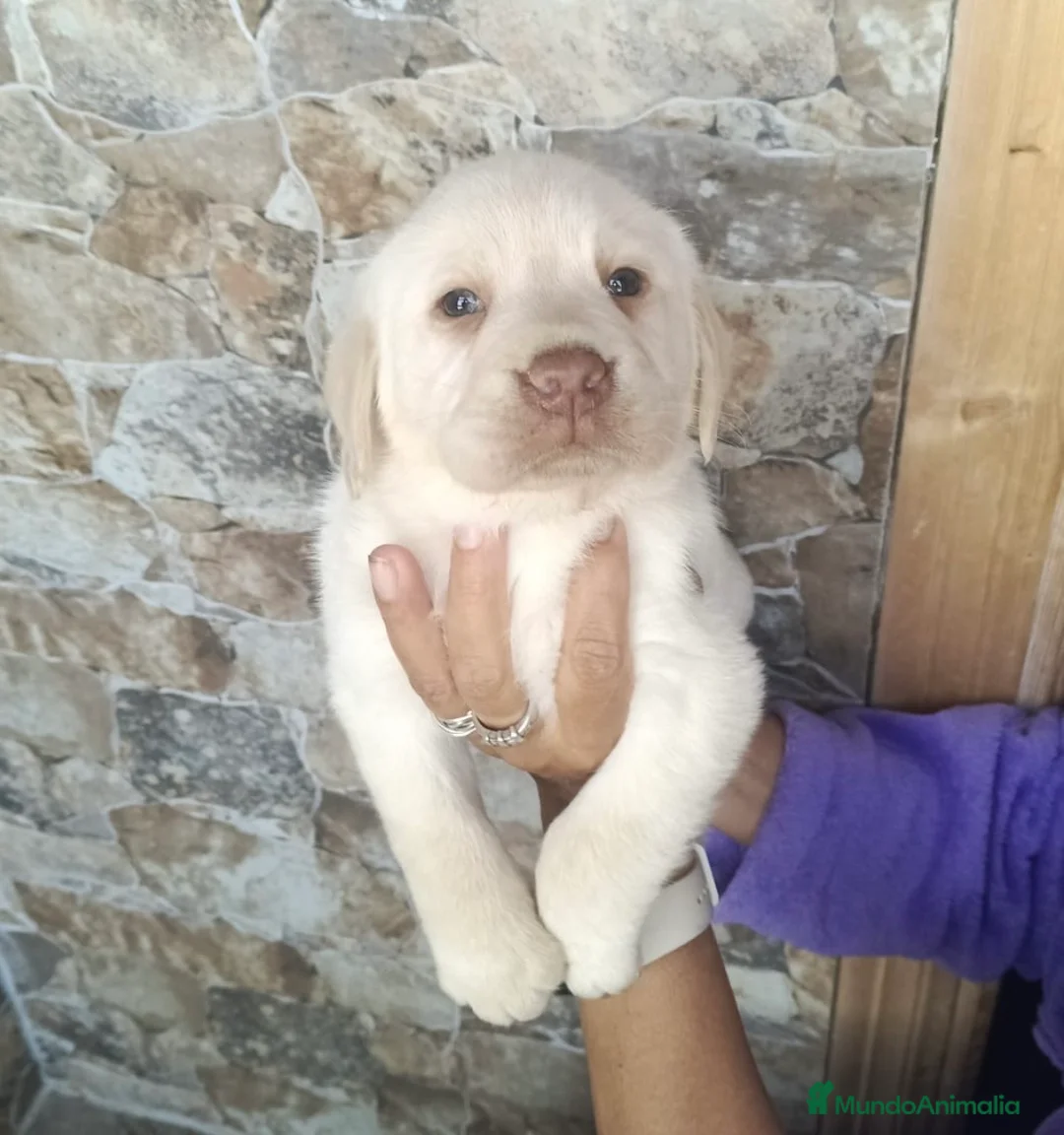 Labrador Retriever perros en venta: Espectacular macho labrador retriever 🩵🐾 - Anuncio 2