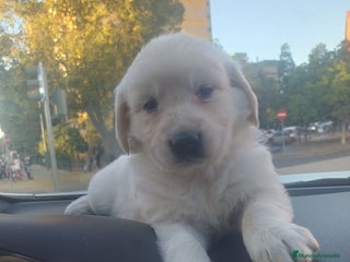 Golden Retriever perros - Anuncio 20