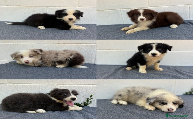Border Collie perros - Propaganda 6