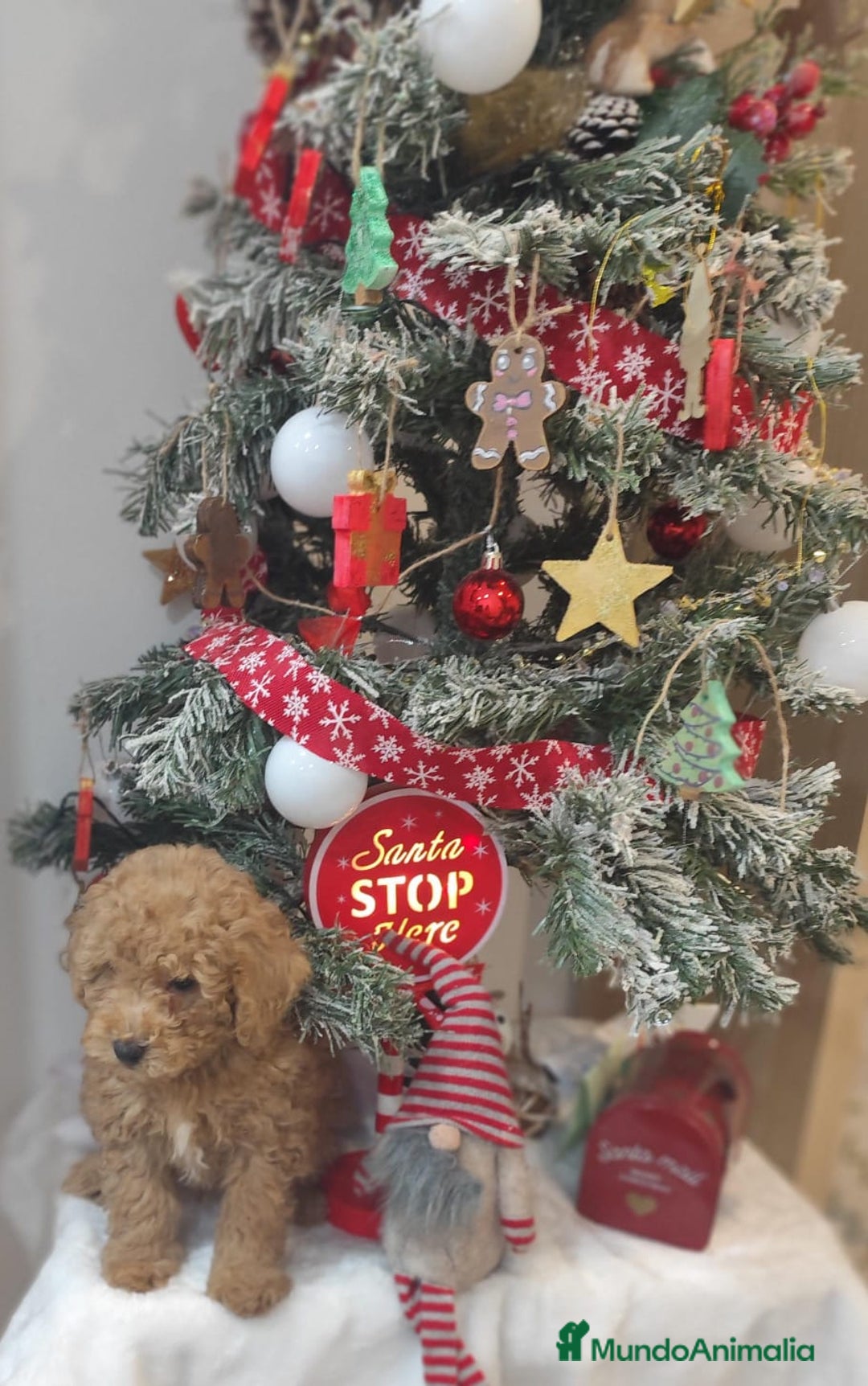 Caniche Toy perros en venta: Caniche toy  - Anuncio 3