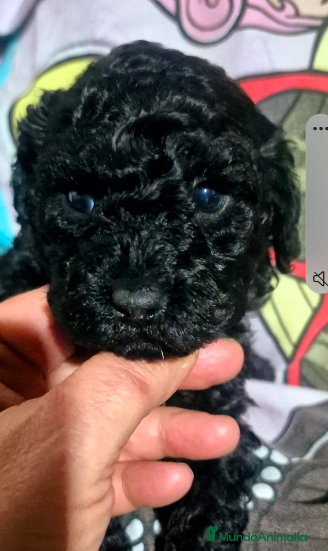 Caniche Toy perros en venta: Espectacular caniche  - Anuncio 4