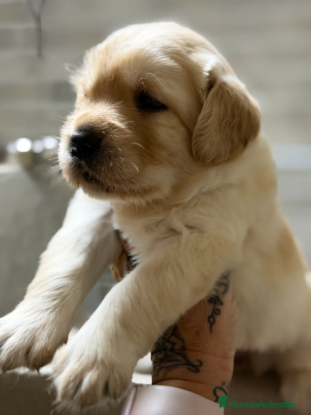 Labrador Retriever perros en venta: Labrador Fluffy  - Anuncio 2