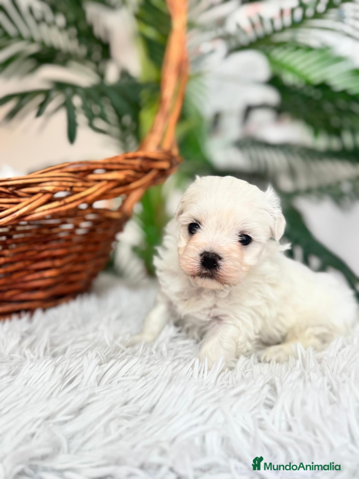 Bichón Maltés perros BICHON MALTES - Anuncio 2
