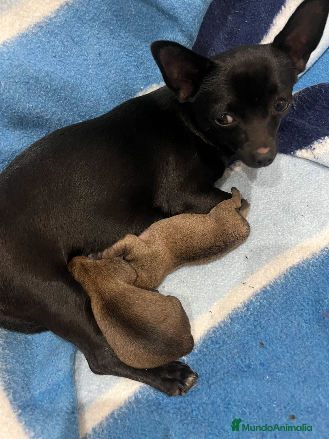 Chihuahua perros en venta: Chihuahua  - Anuncio 2