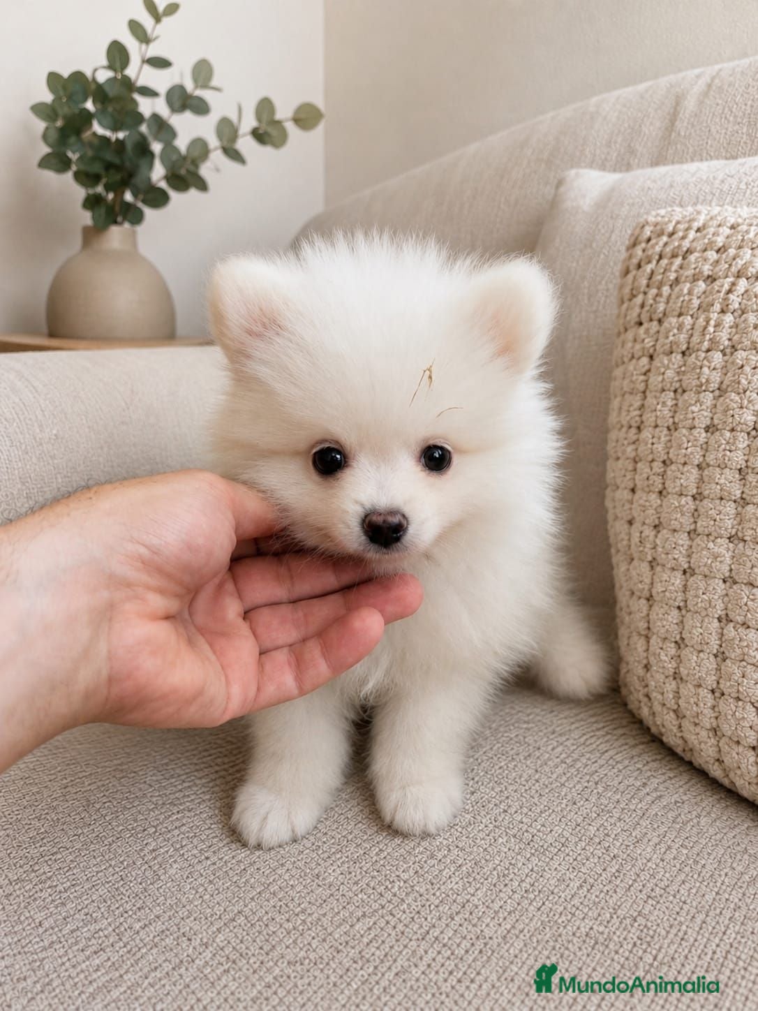 Pomerania perros Lulú de Pomerania - Anuncio 1