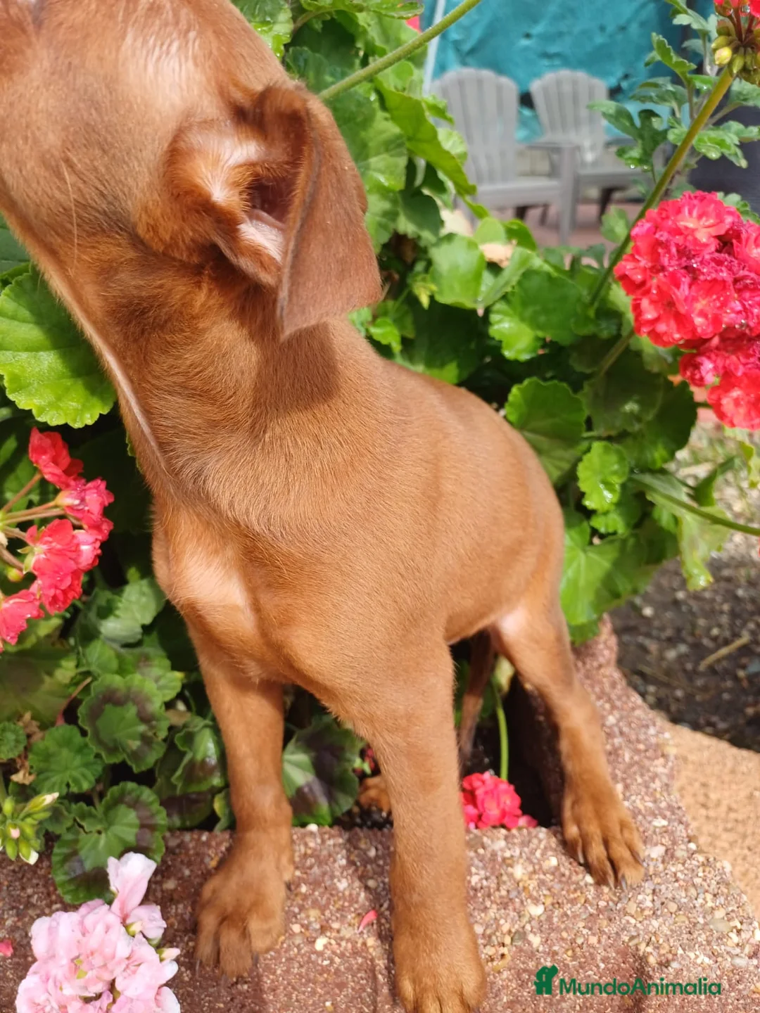 Pinscher Miniatura perros en venta: Último macho disponible  - Anuncio 4