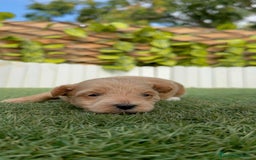 Maltipoo perros en venta: MALTIPOO - Imagen 14