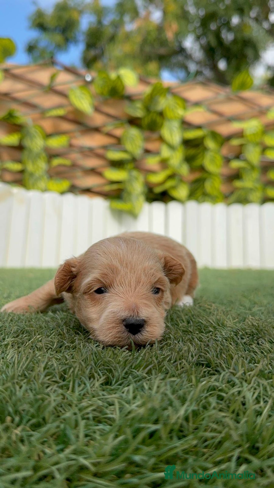 Maltipoo perros en venta: MALTIPOO - Imagen 14
